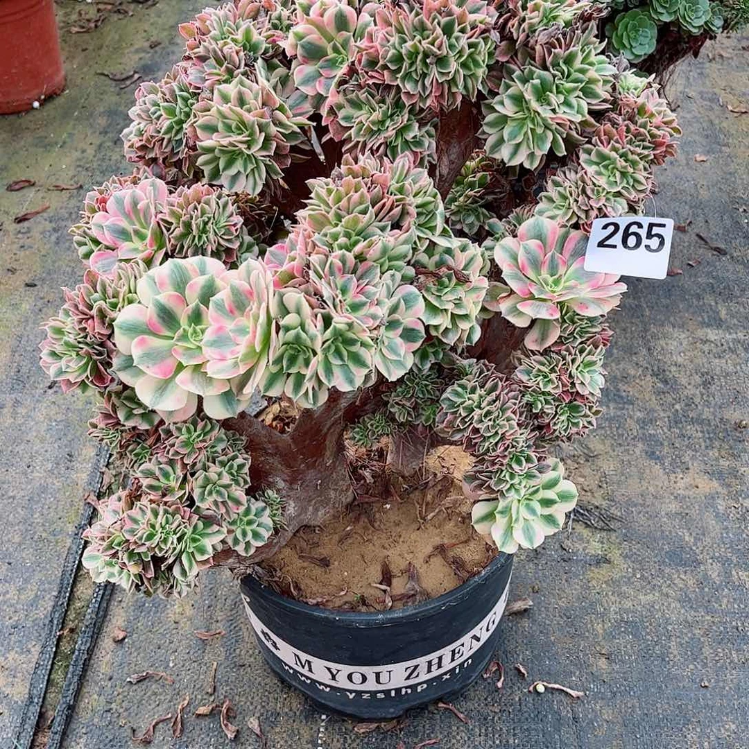 无花朵多肉植物265