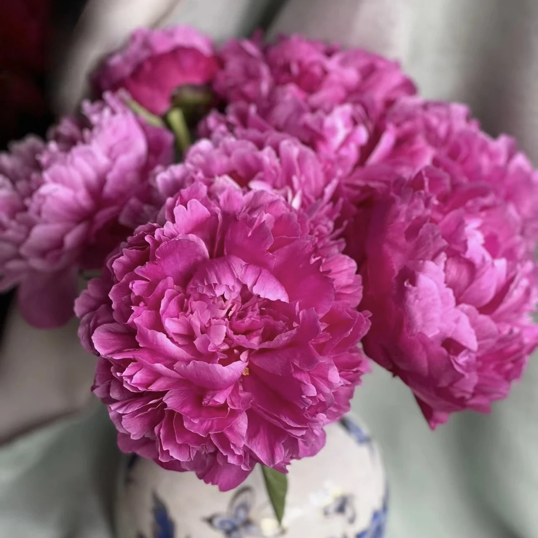 芍药【红富士】A+级  一单顺丰 基地直发