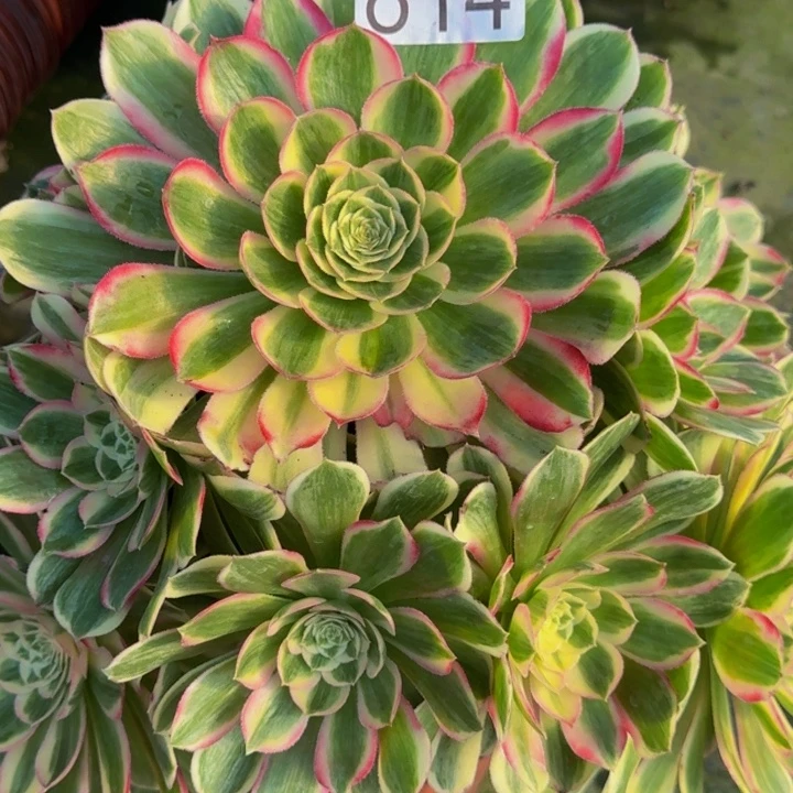 00000000000814孔雀翎