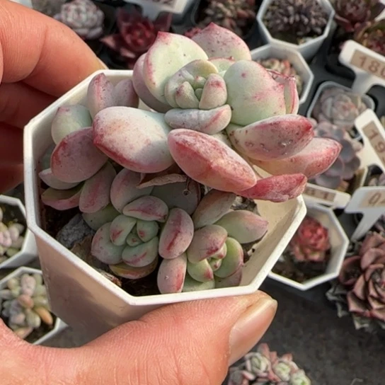 163香草多肉植物多