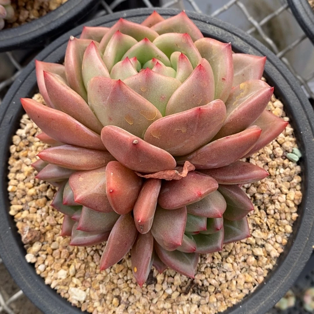 香槟特价一物一拍