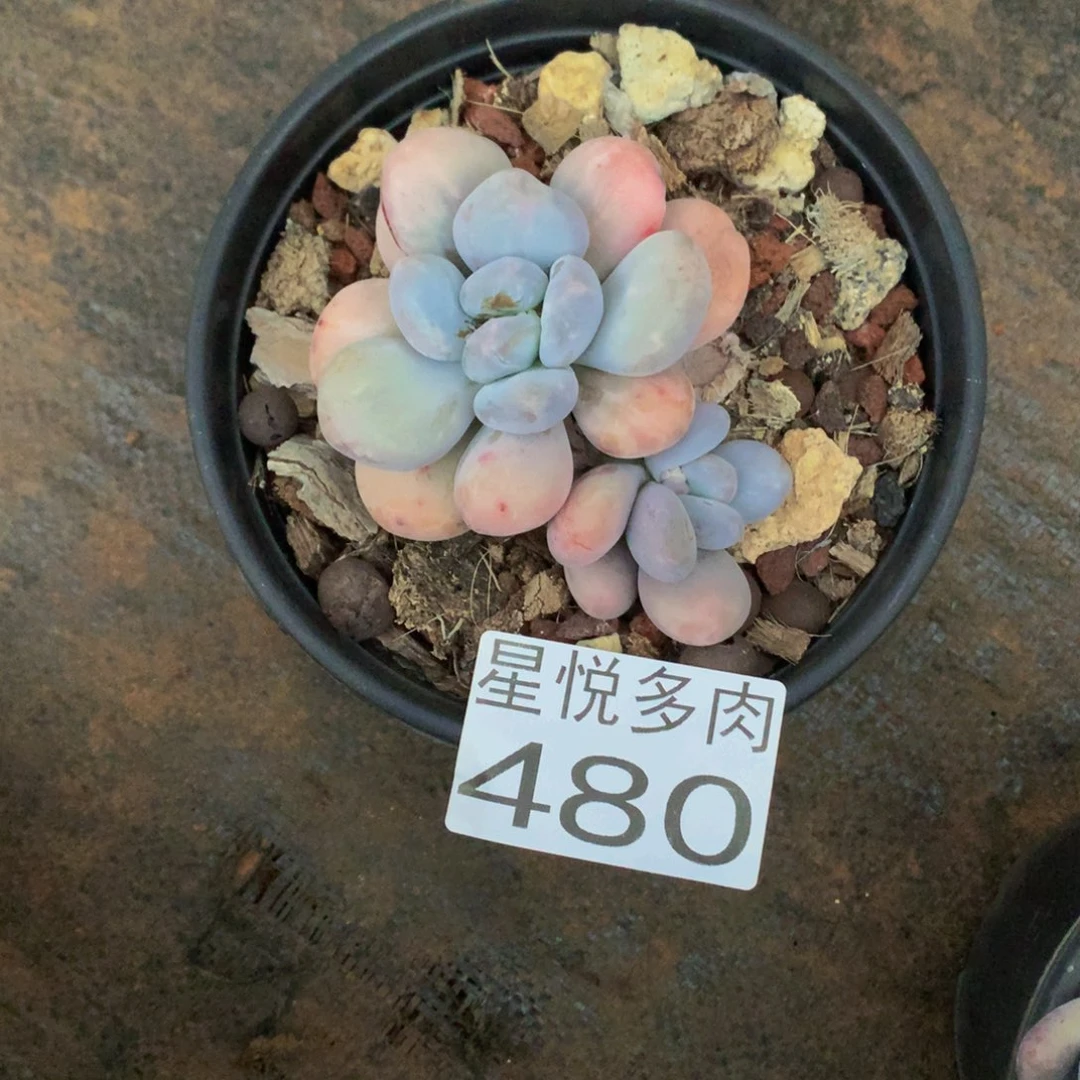 480大香水精品多肉