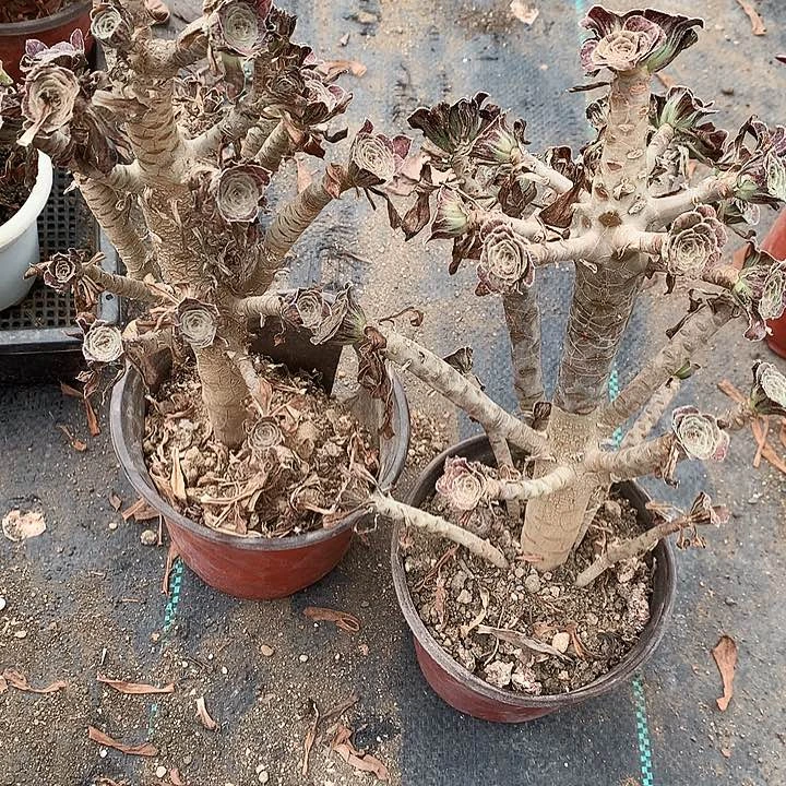 希**野703拉丝锦多肉植物