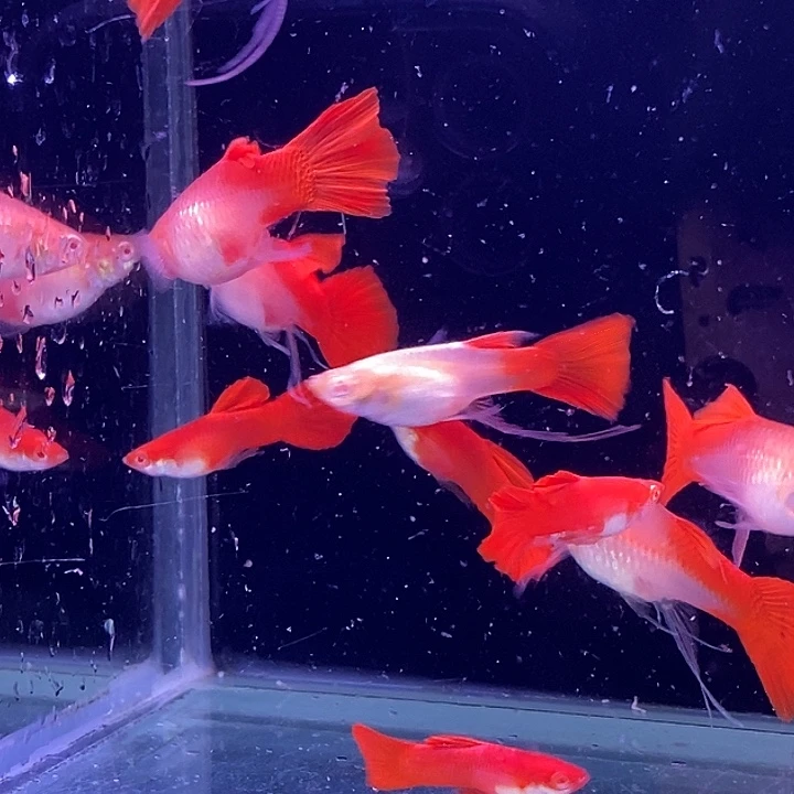 孔雀鱼血红飘c10条