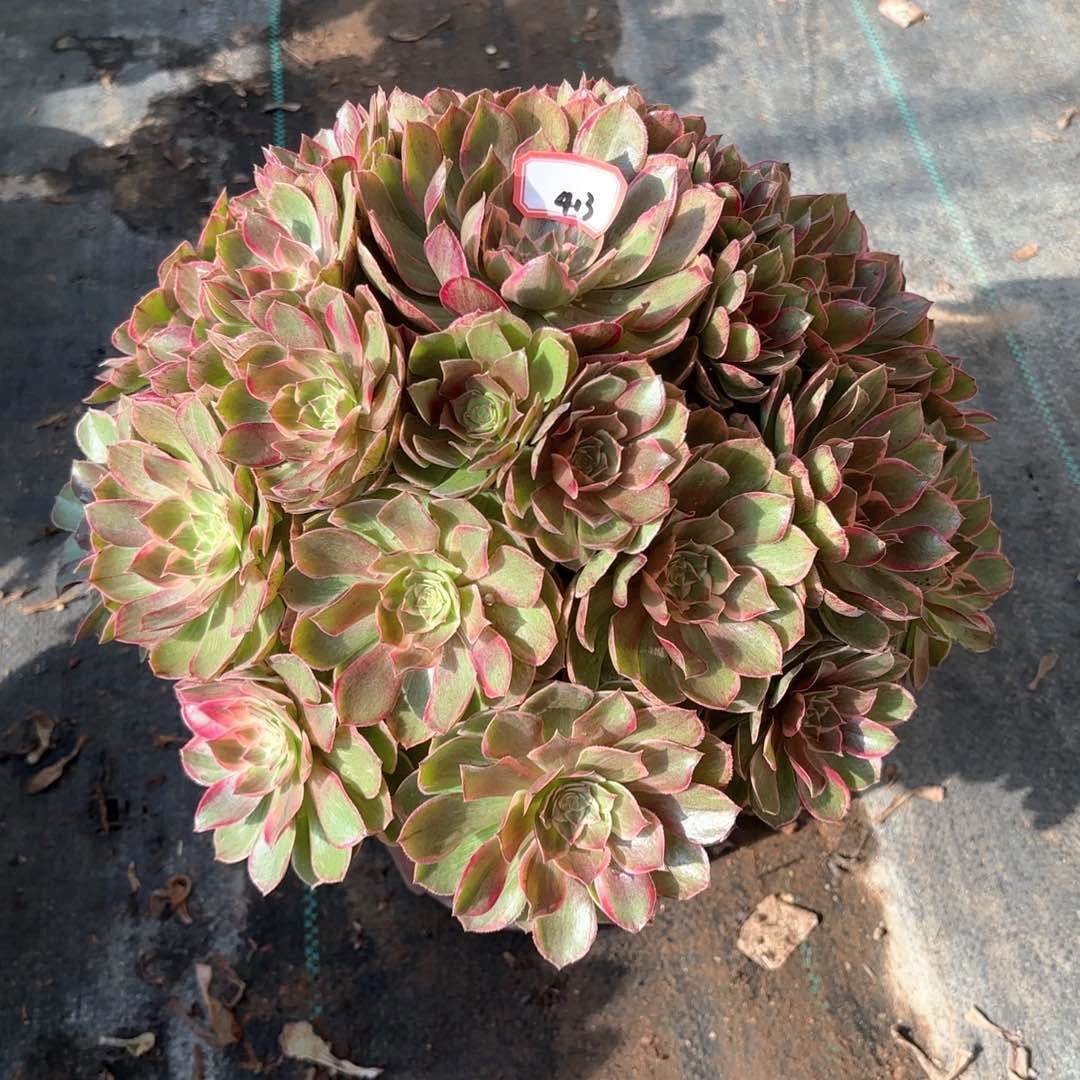 全部花朵413莲花座多肉植物