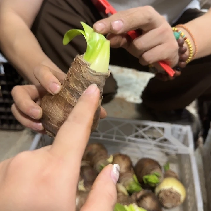 蒂卡公主6.5公分花后球