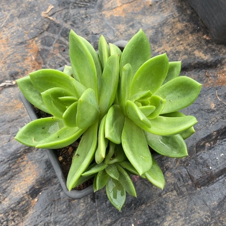 翠花一物一拍多肉