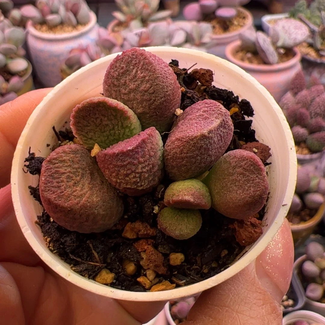 潽***洱红烧肉。