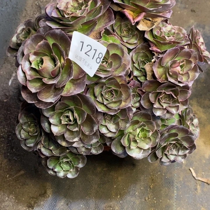 魅金多肉断头不包1218