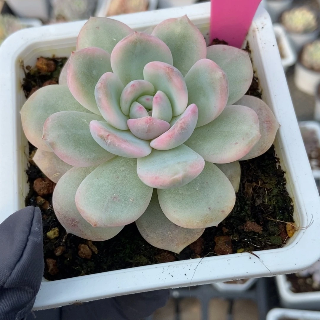 56梦露锦多肉植物