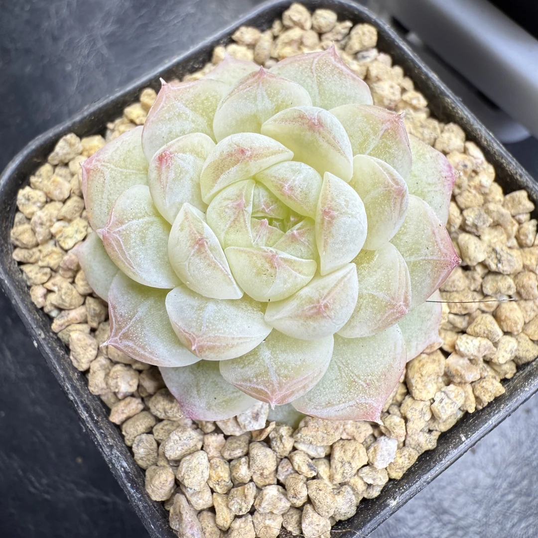 月影糖心 多肉植物 盆口5.3厘米