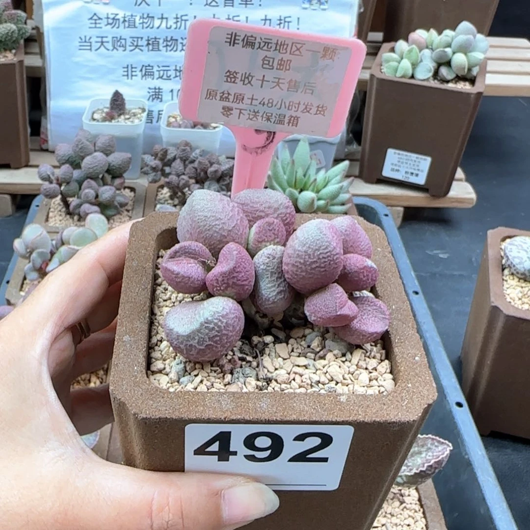 492红烧肉多肉植物