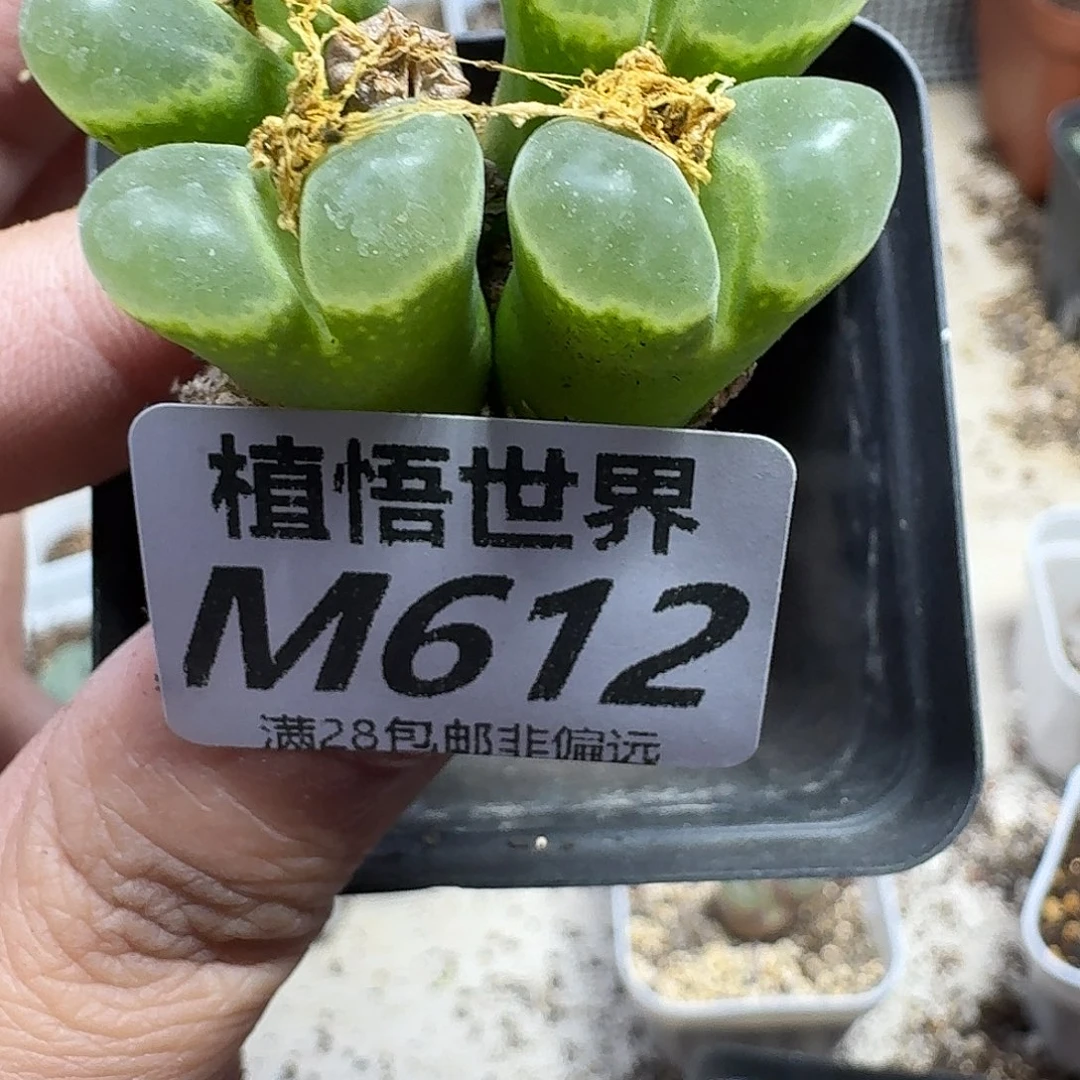 多肉植物的人生gbn