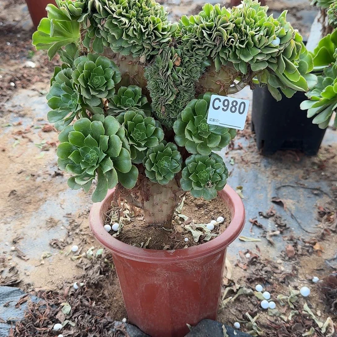 980绿缀有伤一颗呀呀