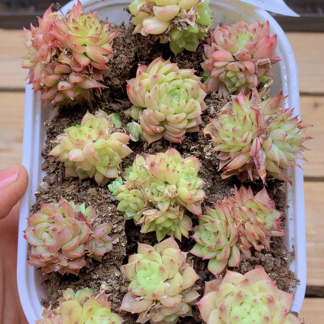 我要去看电影了啊我068