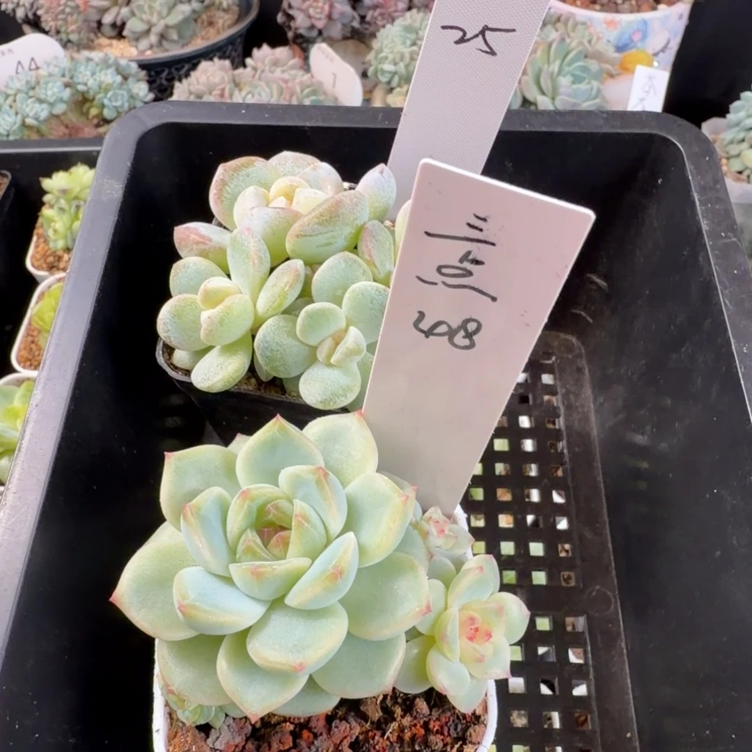 三***夜三点两颗一组包邮