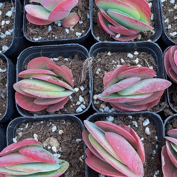 唐印2.8带盆土发