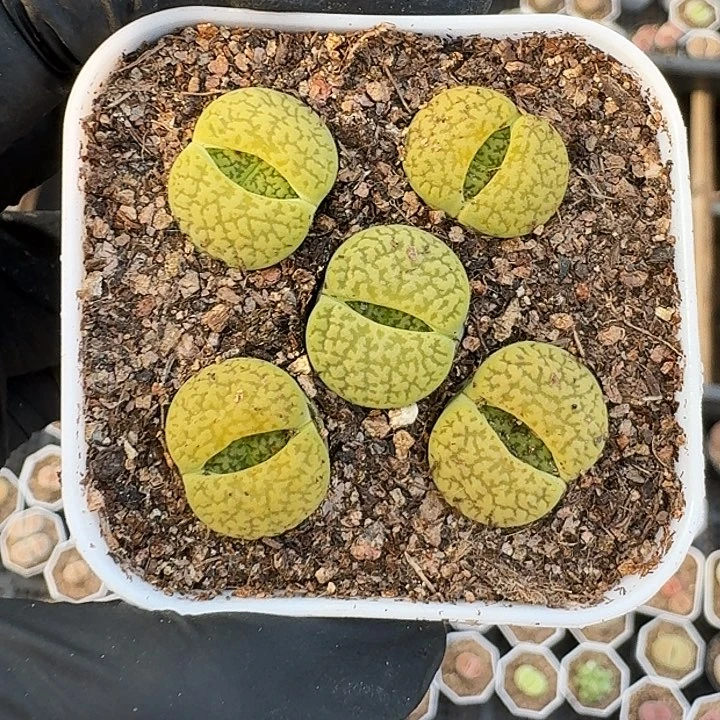 生石花前1111。   86