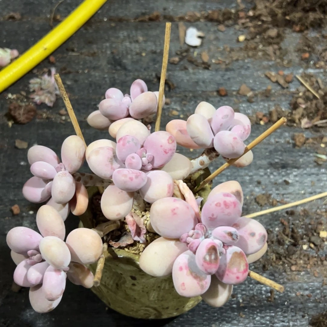 多肉植物一物一拍