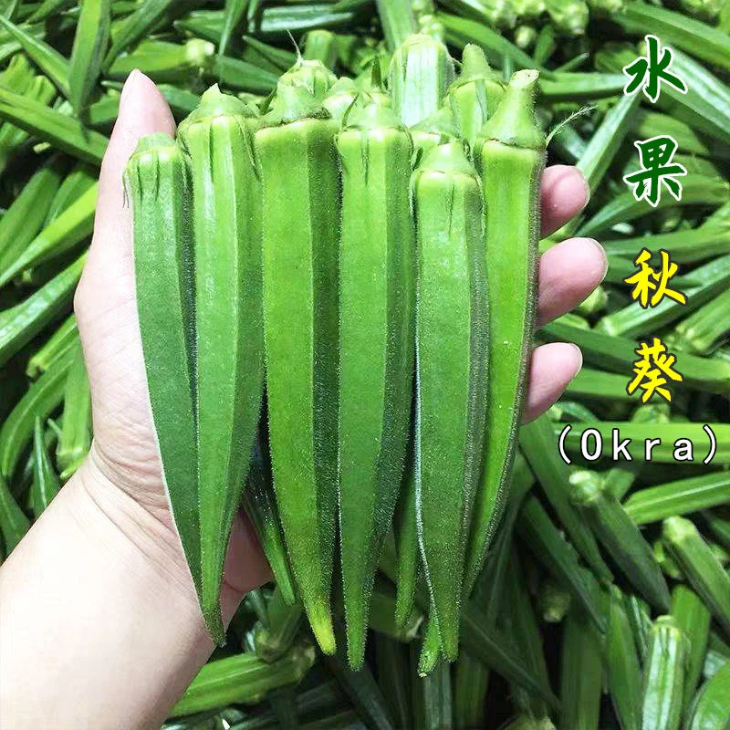 黄秋葵种子大全绿春季四季秋葵苗秧水果种籽蔬菜种孑秋冬农家日本