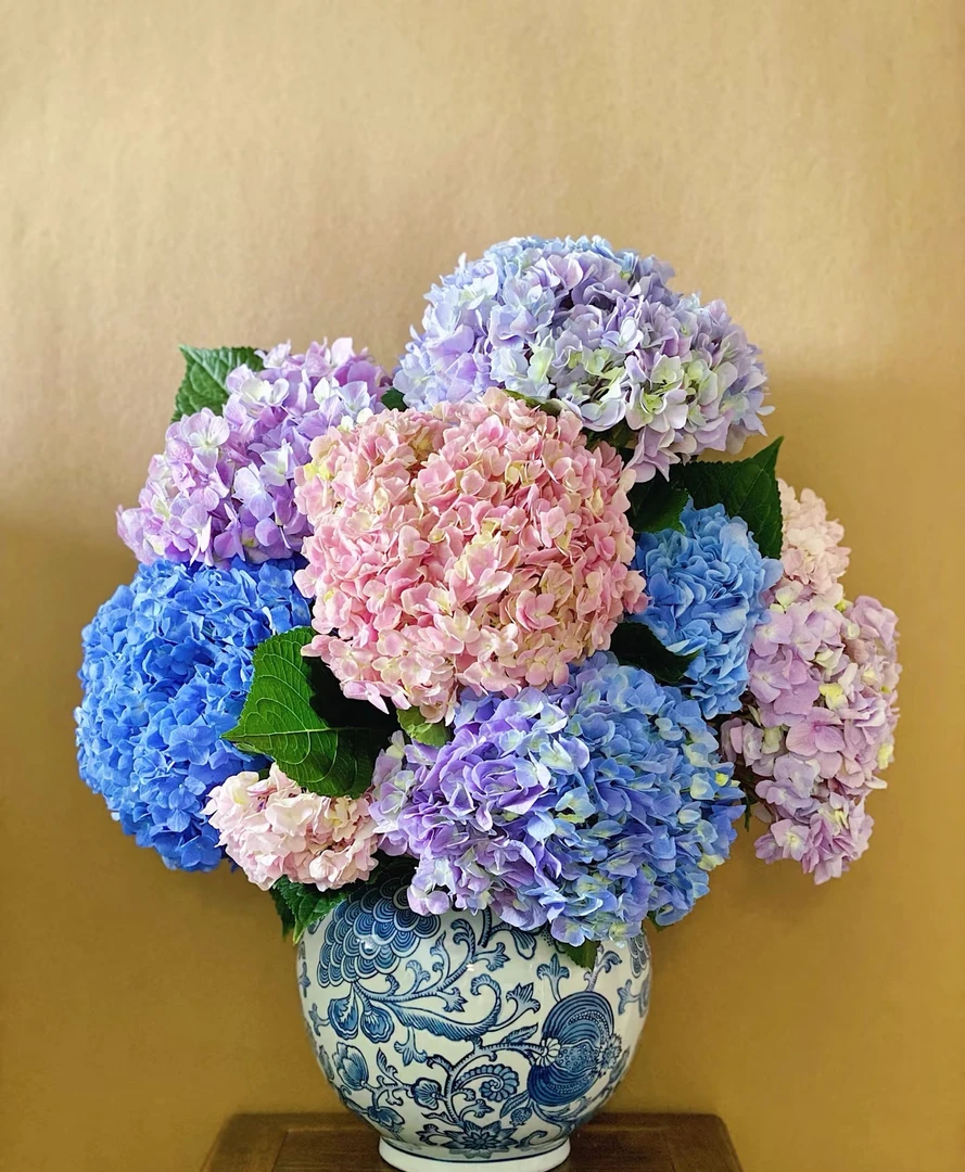 【思芹花卉|A级无尽夏马卡龙绣球花】水养鲜花，云南基地顺丰包邮