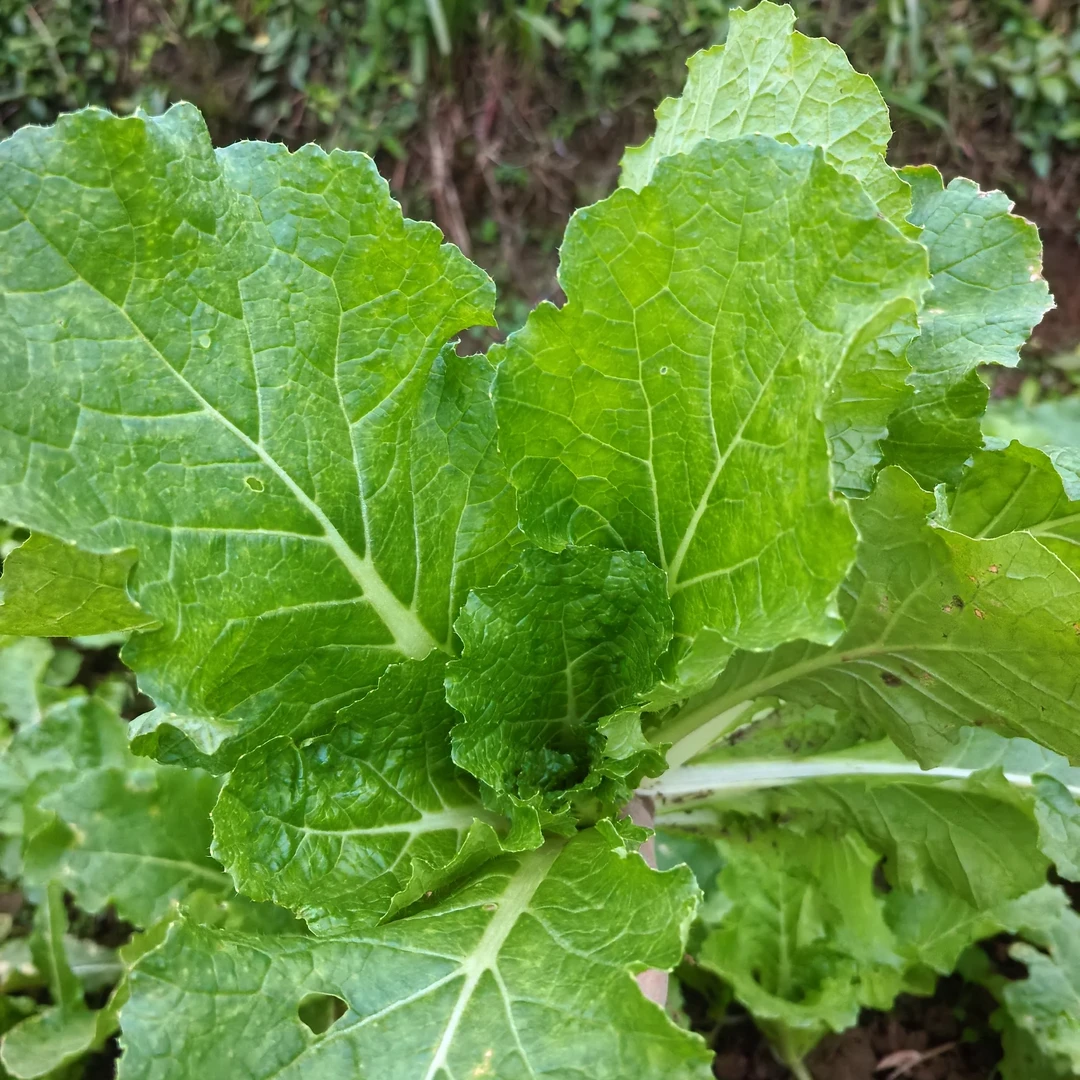 小青菜贵州新鲜小苦菜小白菜农家自种蔬菜木耳菜现摘现发包邮
