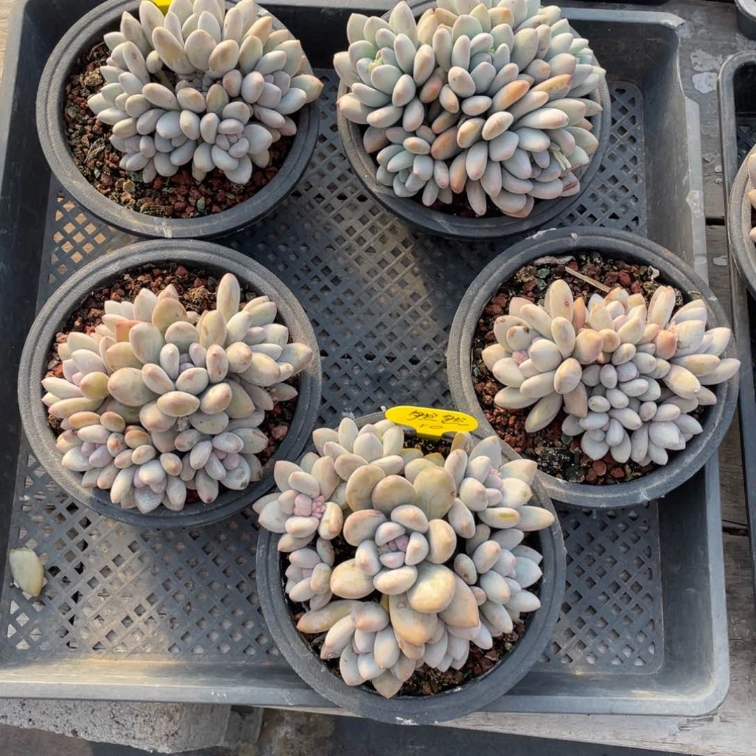 然*奶酪体香水五个一组70