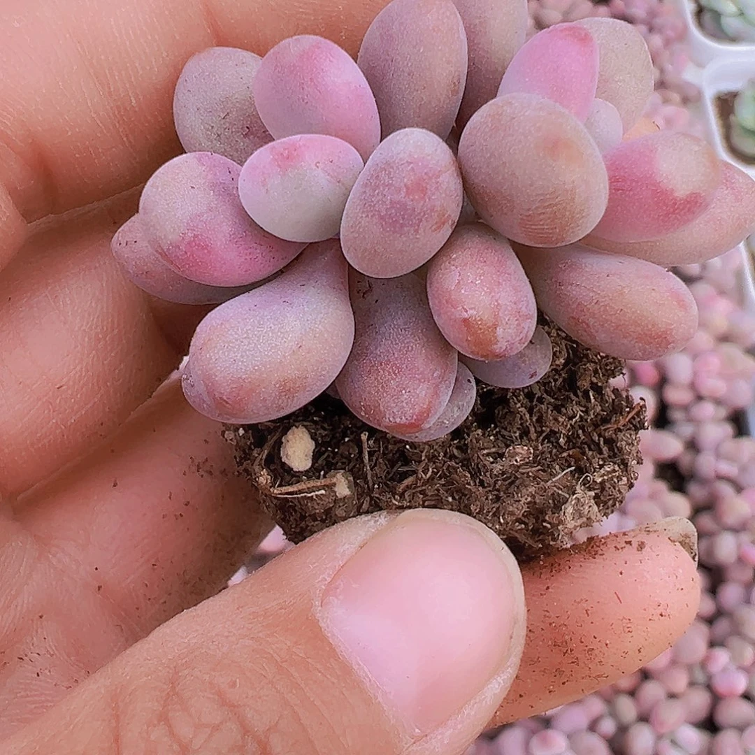 穴盘双头桃蛋5颗19包邮多肉