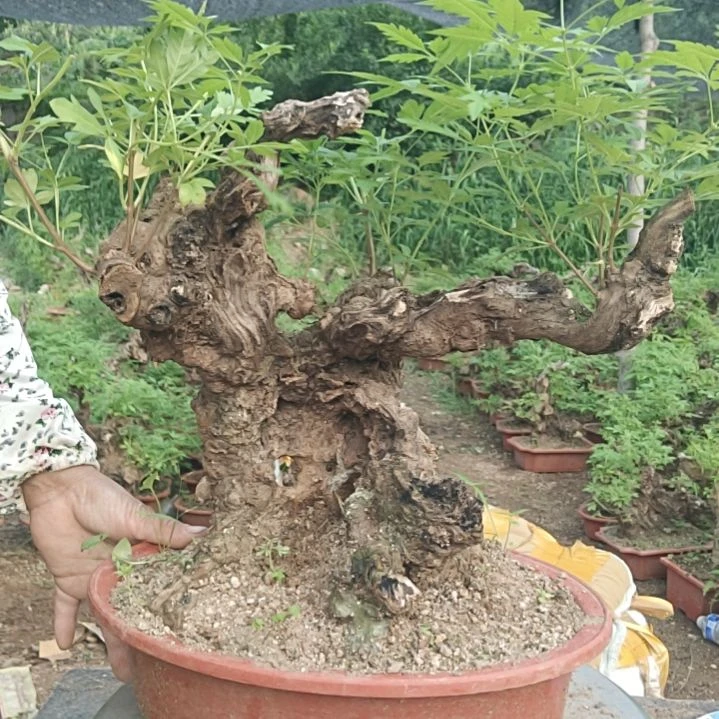 奋***う当前无花栽培后可以开花