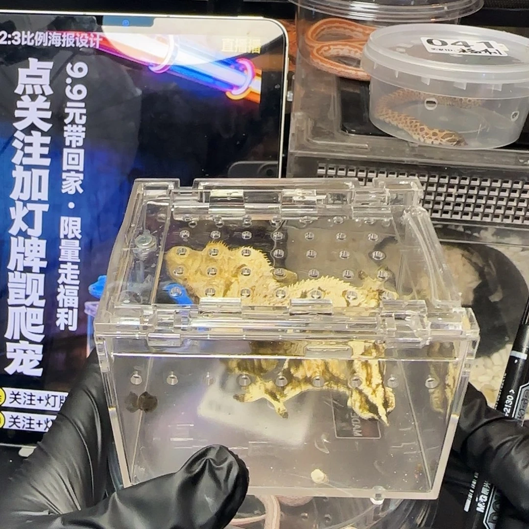 肥尾守宫000000051