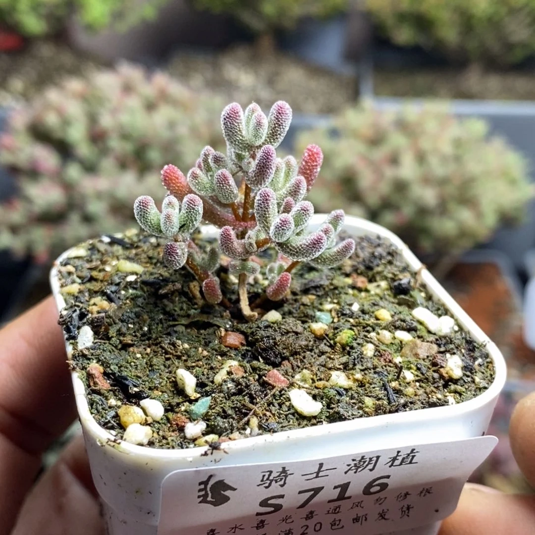 716实生精控优选冰晶多肉