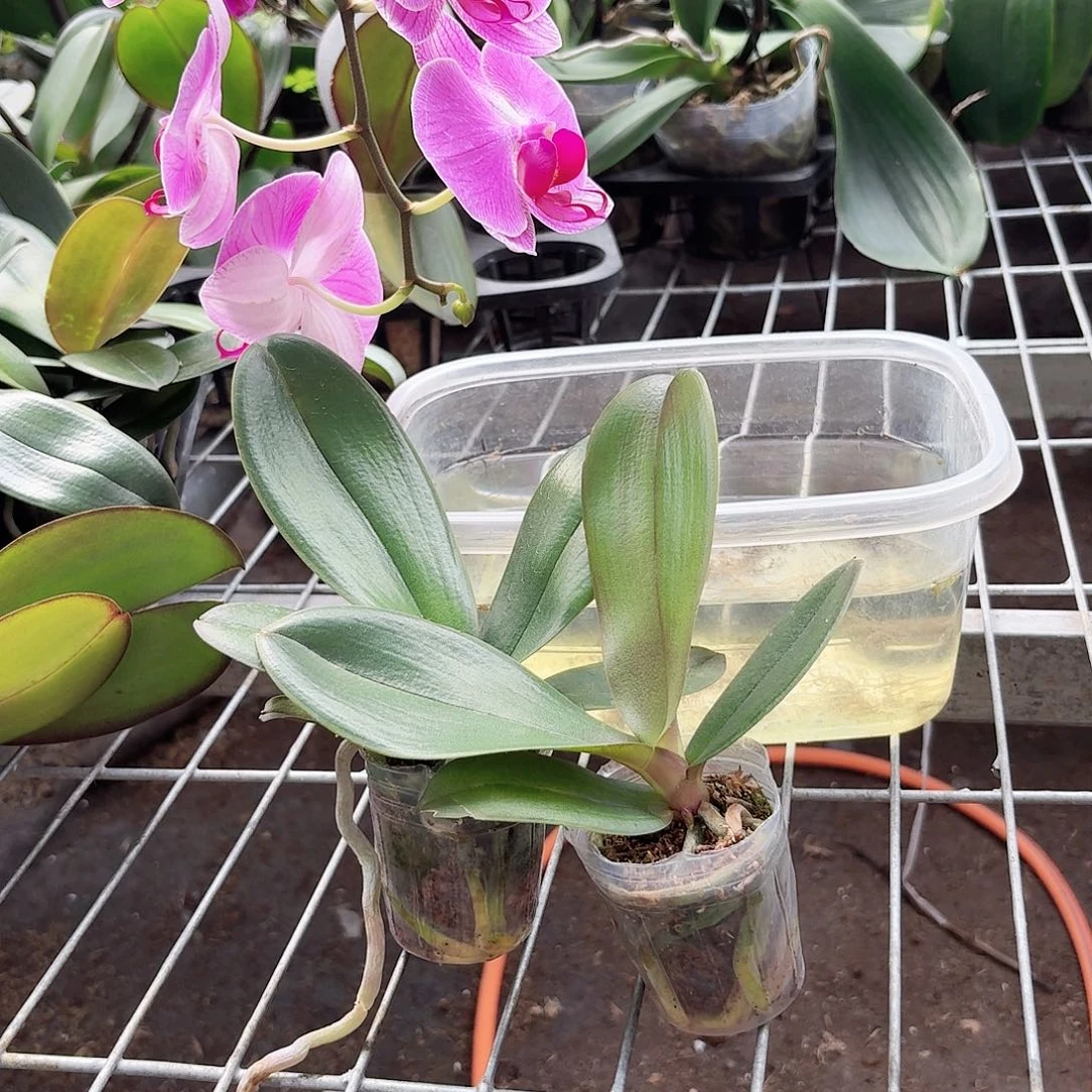 蝴蝶兰粉色系列魅力无限2颗2.0杯