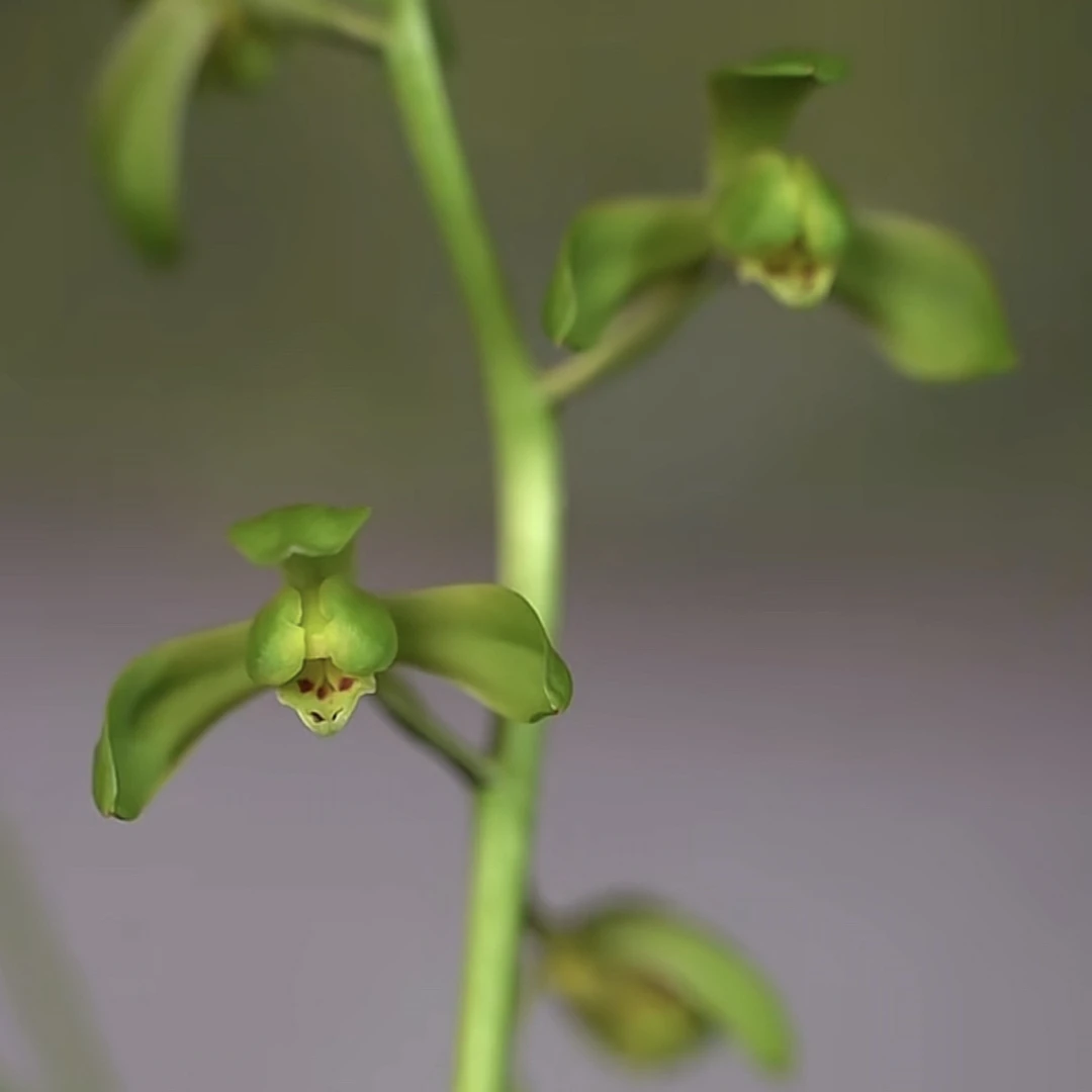 【新极品】蕙兰 • 蕙兰新八种 • 勤花勤草 • 花开出架