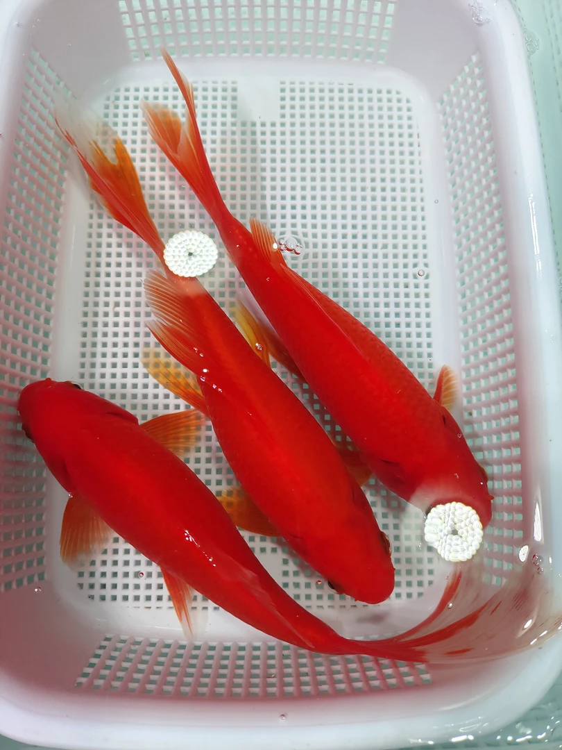 冷水鱼红鹦鹉3条16-18公分