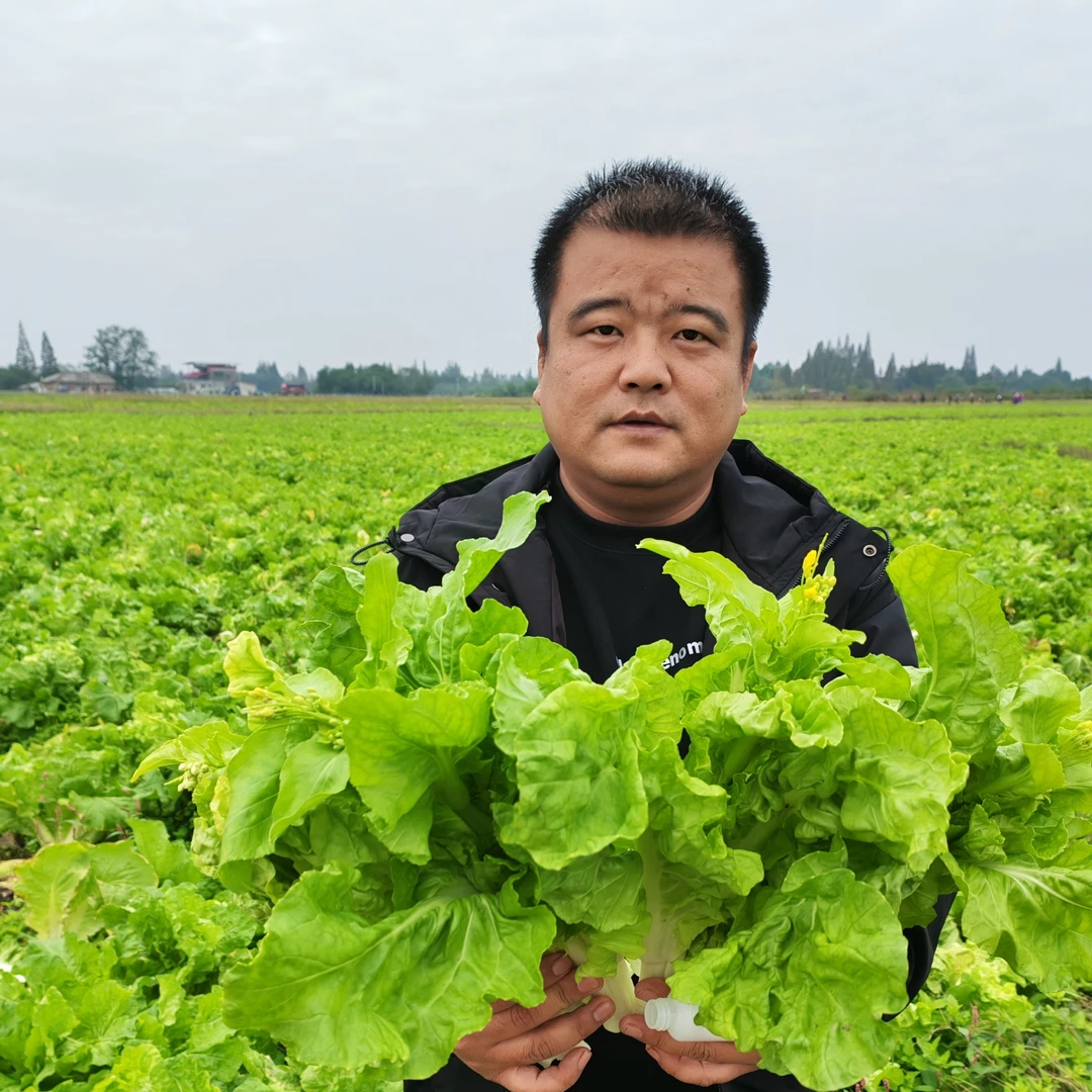 湖南益阳黄牙白菜苔