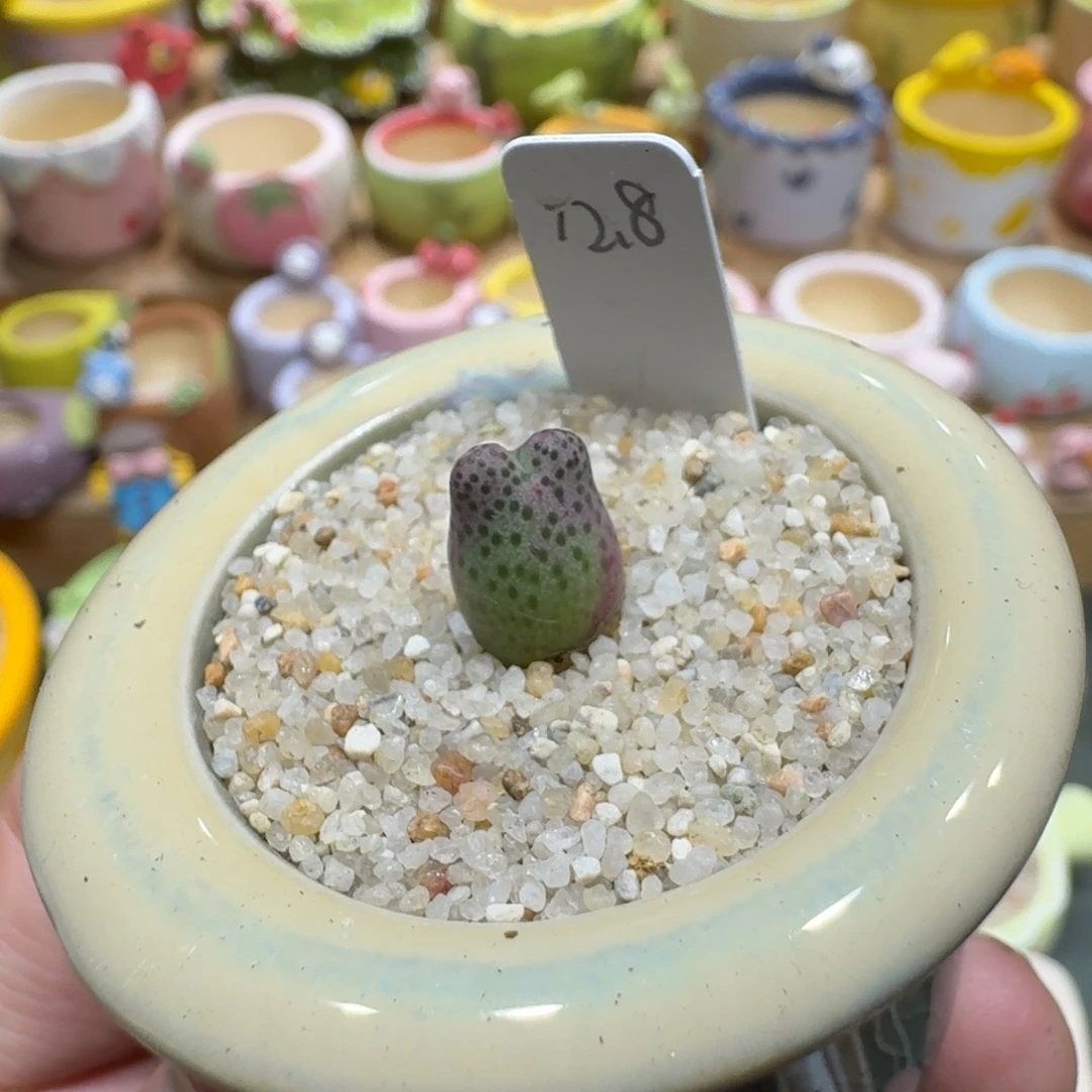 蘑菇955d斑马多肉植物