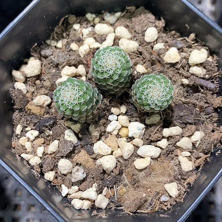 孤品实生三头螺旋尤菊水仙人球