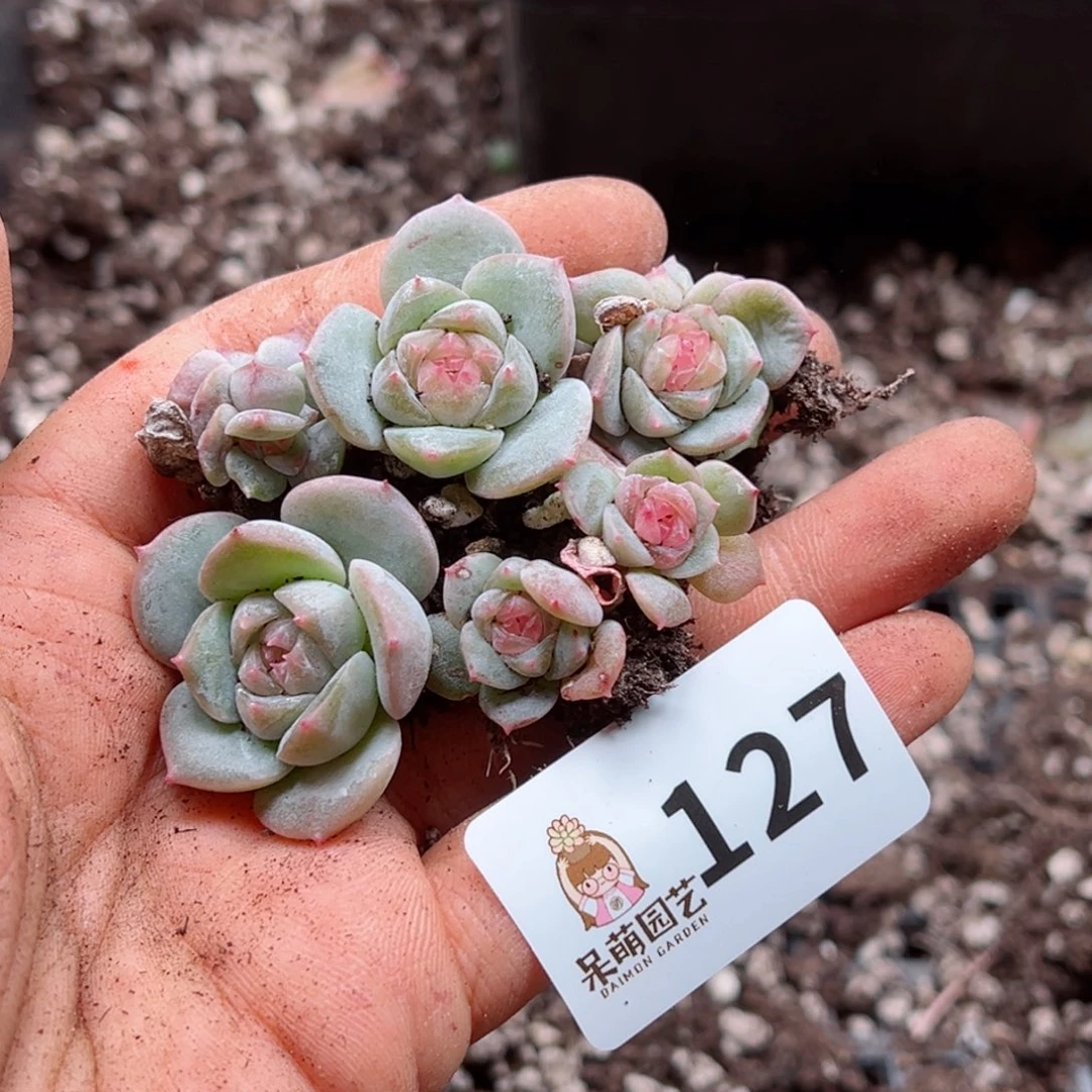 多肉植物多肉植物