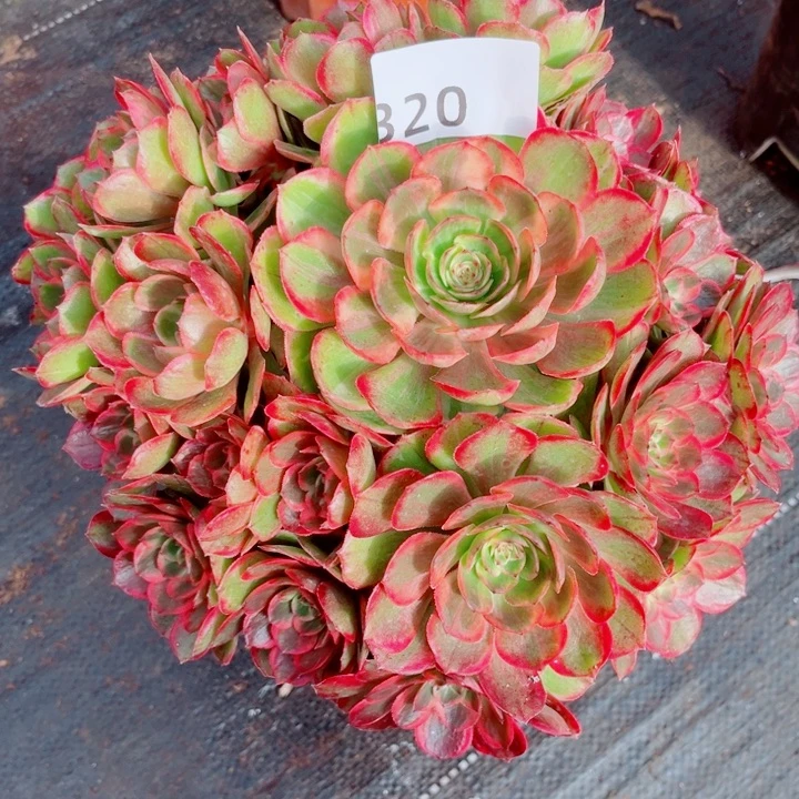 新品红花郎特价多肉