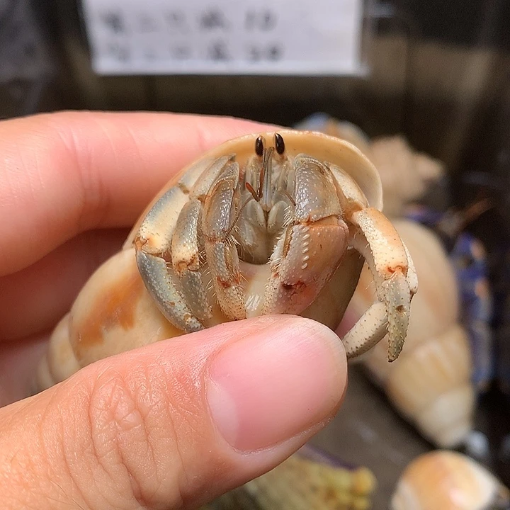 2.4口径奔跑的寄居蟹16号
