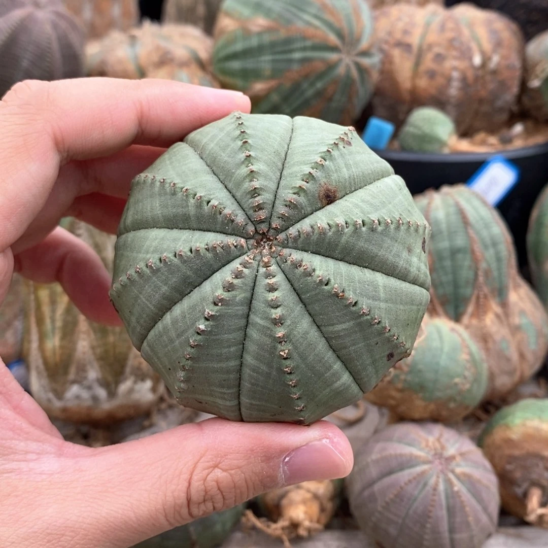 50 欧系实生布纹球多肉植物