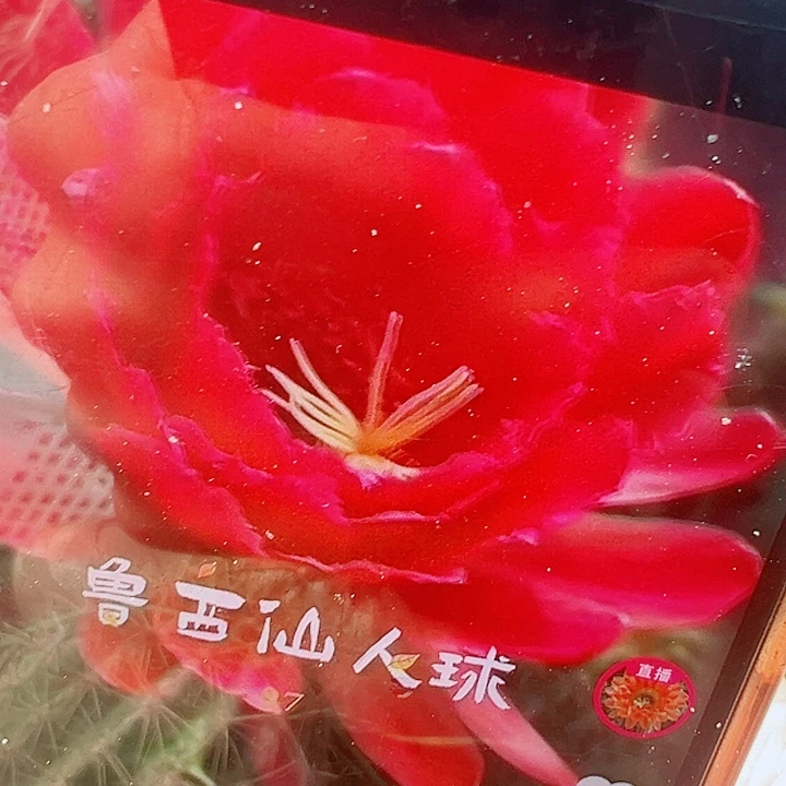 毛花柱 97  有根 瑕疵 15-18厘米