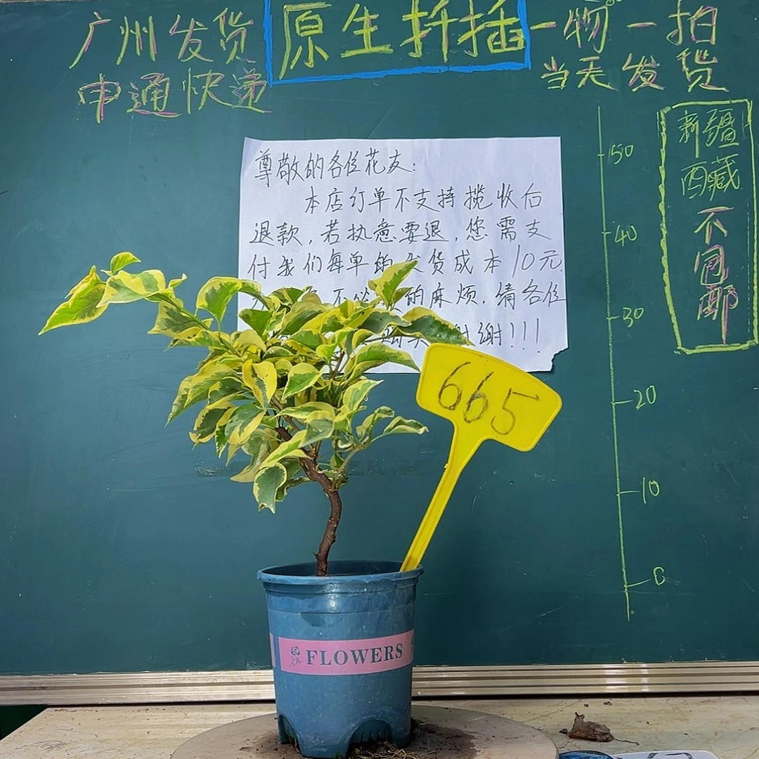 当前无花栽培后可以开花造型 橙冰665