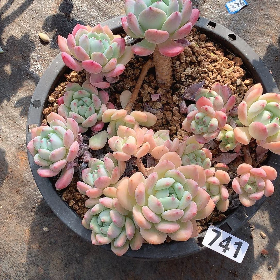 741望酥 一物一拍多肉