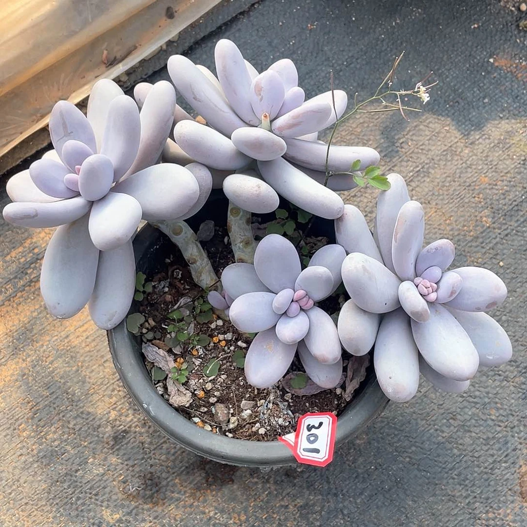 301鸡蛋美人 一物一拍多肉