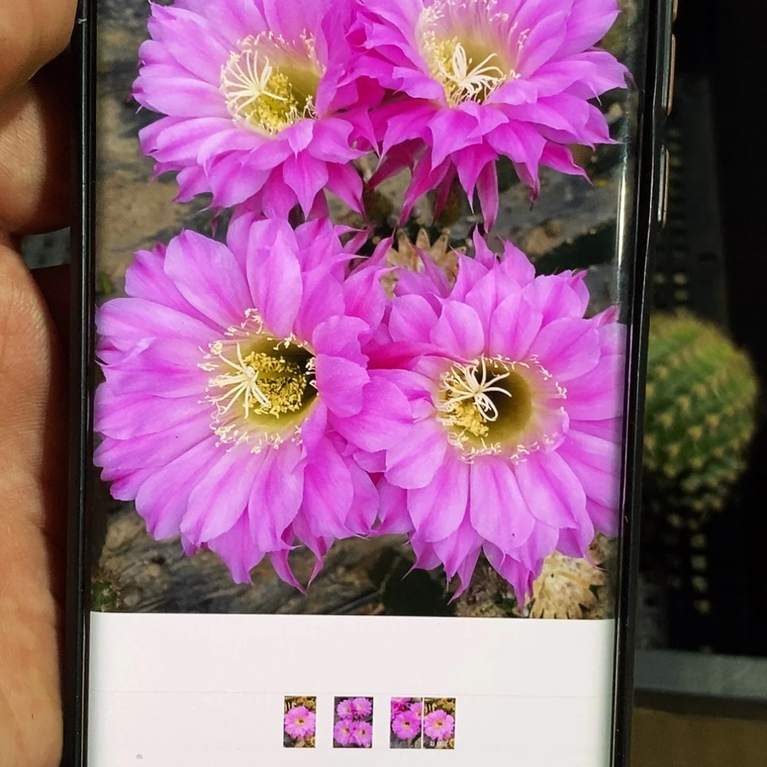 彩 烟花侧芽歪20包邮/5公分