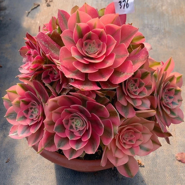 376香妃大捧花朵朵