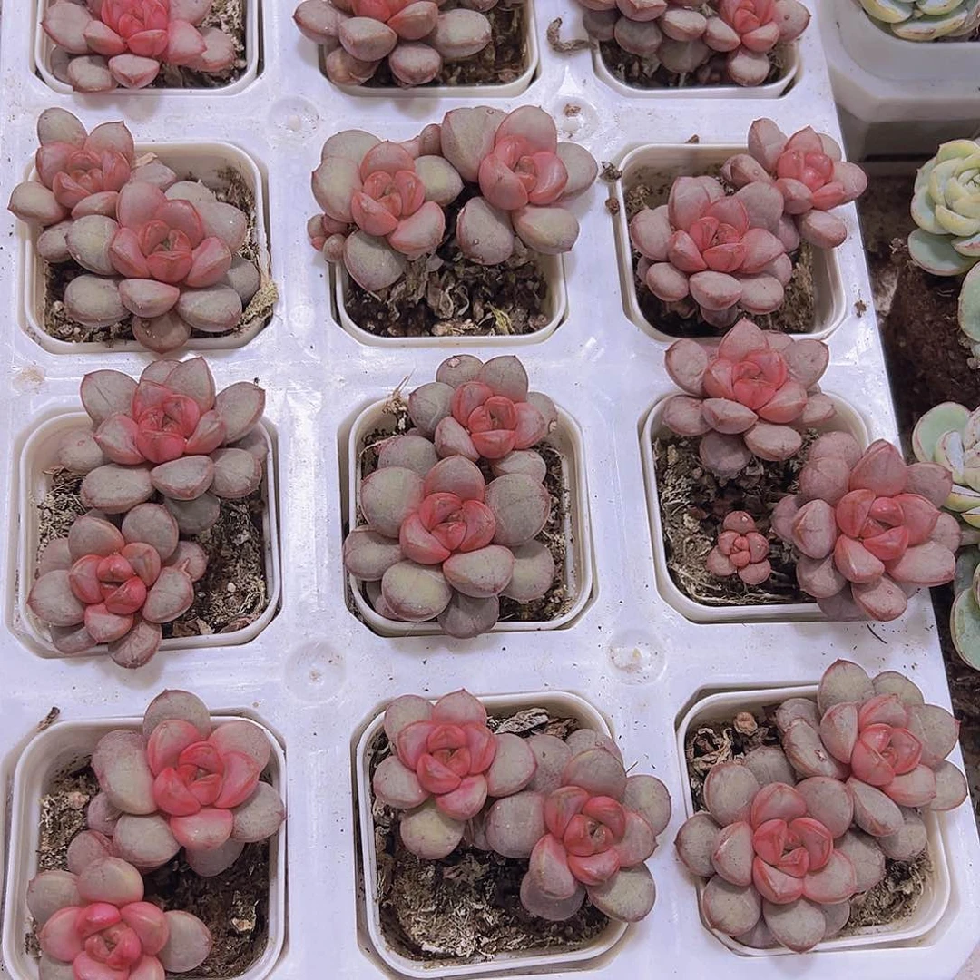 双头红葡萄19包邮