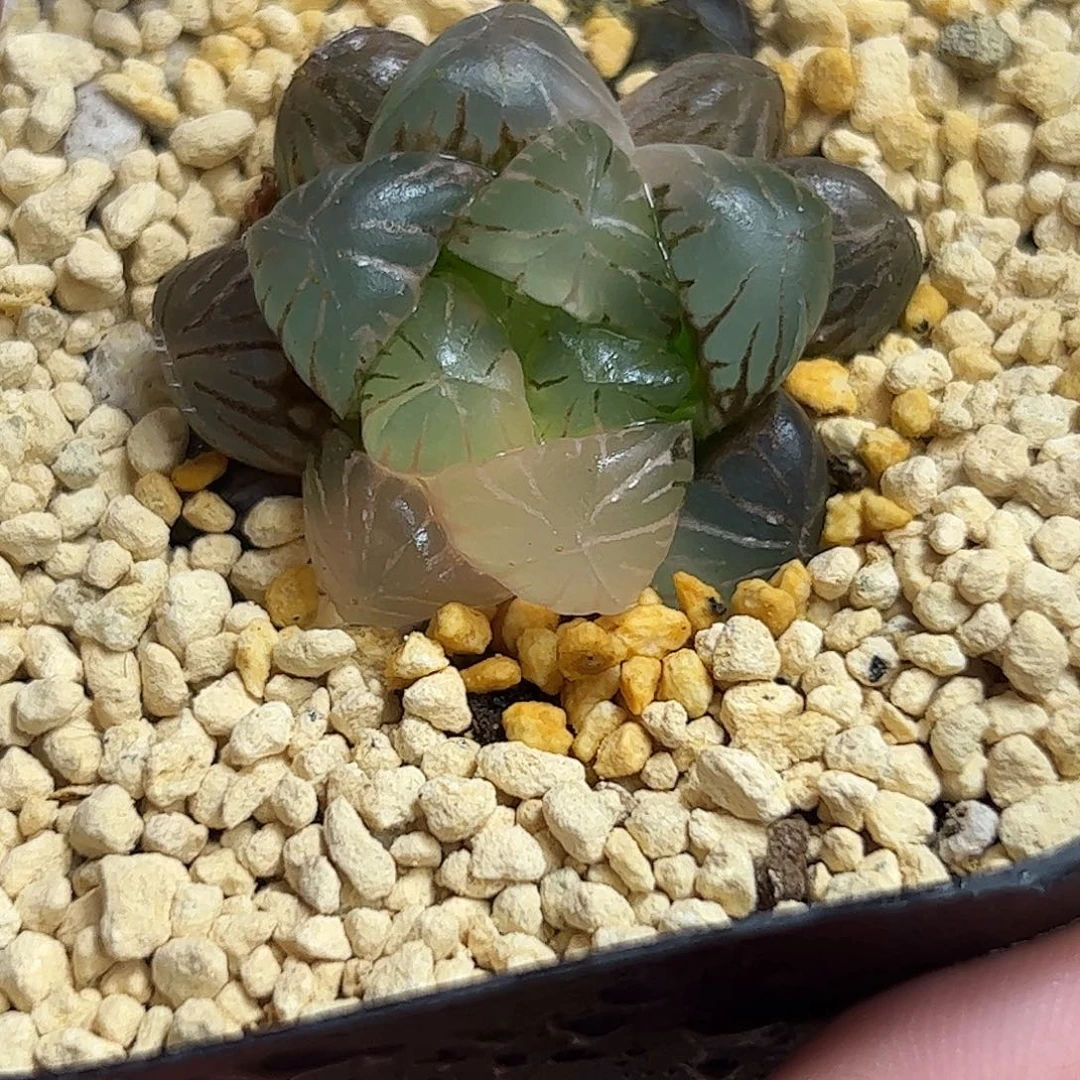 姬玉露锦十二卷多肉植物242