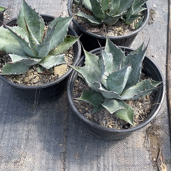 洛***.无花朵龙舌兰绿色植物